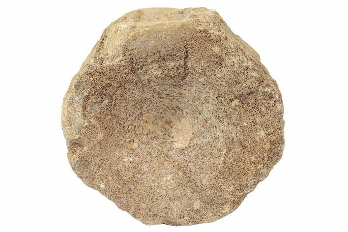 Fossil Ichthyosaur (Brachypterygius) Vertebra - England #238906